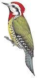 Cuban Green Woodpecker Illustration