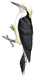 White Woodpecker Illustration