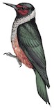 Lewis's Woodpecker Illustration