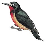 Puerto Rican Woodpecker Illustration