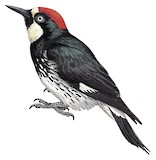 Acorn Woodpecker Illustration