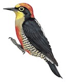 Yellow-fronted Woodpecker Illustration