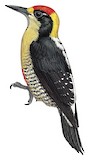 Golden-naped Woodpecker Illustration