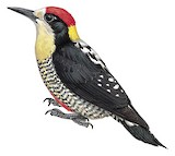 Beautiful Woodpecker Illustration