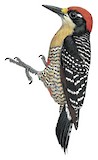 Black-cheeked Woodpecker Illustration