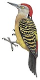 Hispaniolan Woodpecker Illustration