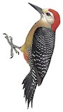 Jamaican Woodpecker Illustration