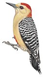 Red-crowned Woodpecker Illustration