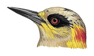 Melanerpes chrysogenys chrysogenys