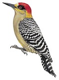 Golden-cheeked Woodpecker Illustration