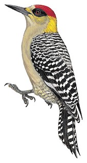 Melanerpes chrysogenys flavinuchus