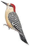 West Indian Woodpecker Illustration