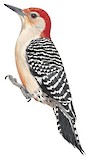 Red-bellied Woodpecker Illustration