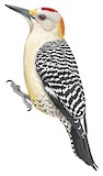 Golden-fronted Woodpecker Illustration