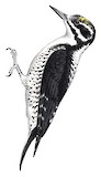 American Three-toed Woodpecker Illustration