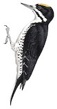 Black-backed Woodpecker Illustration