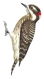 Sulawesi Pygmy Woodpecker Illustration