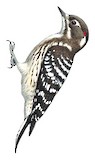 Japanese Pygmy Woodpecker Illustration