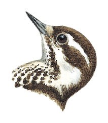 Yungipicus maculatus maculatus