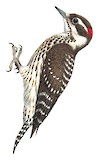 Philippine Pygmy Woodpecker Illustration