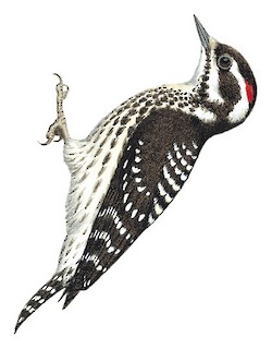 Yungipicus maculatus validirostris