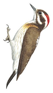 Illustration of Male - Sulu Pygmy Woodpecker