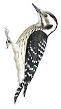 Grey-capped Pygmy Woodpecker Illustration