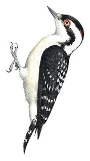 Yungipicus nanus gymnopthalmos