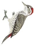 Little Grey Woodpecker Illustration