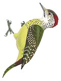 Speckle-breasted Woodpecker Illustration