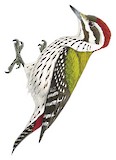 Abyssinian Woodpecker Illustration