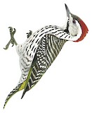 Cardinal Woodpecker Illustration