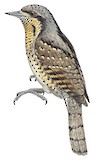 Eurasian Wryneck Illustration