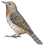 Red-throated Wryneck Illustration