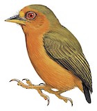 Rufous Piculet Illustration