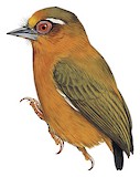 White-browed Piculet Illustration