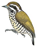 Speckled Piculet Illustration