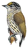 Bar-breasted Piculet Illustration