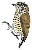 Orinoco Piculet Illustration