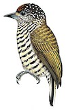 Lafresnaye's Piculet Illustration