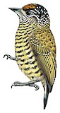 Golden-spangled Piculet Illustration