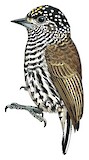 Ecuadorian Piculet Illustration