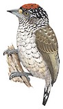 Arrowhead Piculet Illustration