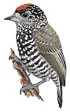 Speckle-chested Piculet Illustration