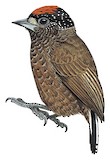 Varzea Piculet Illustration