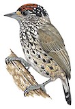 Ocellated Piculet Illustration