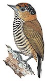 Ochre-collared Piculet Illustration