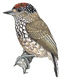 White-wedged Piculet Illustration