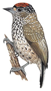 White-wedged Piculet - Picumnus albosquamatus - Birds of the World