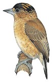 Rusty-necked Piculet Illustration